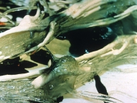 bones