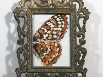 Ediths Checkerspot