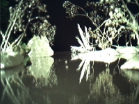 Arctic Eden - Video Still