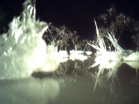 Arctic Eden - Video Still