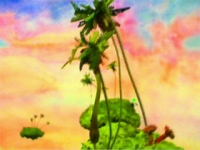 Arctic Eden - Video Still